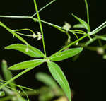 Arkansas bedstraw